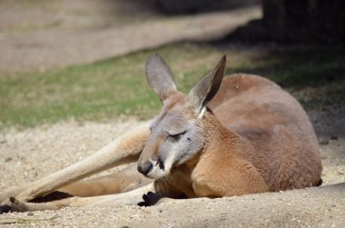 dişi kırmızı kanguru