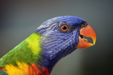 gökkuşağı lorisi