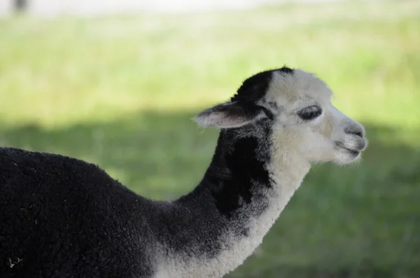 Alpaca — Foto de Stock