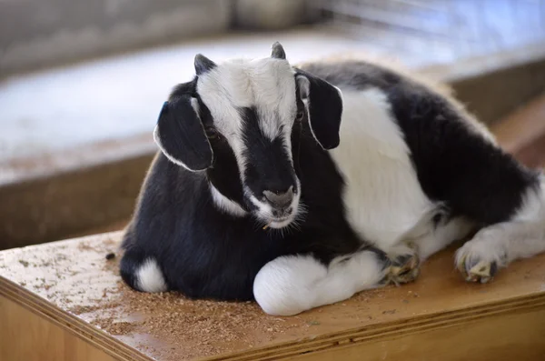 Young goat — Stock Photo, Image