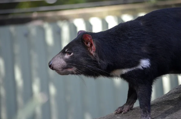 Diavolo della Tasmania — Foto Stock