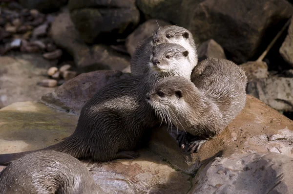 Orientalischer Kleiner Krallenotter — Stockfoto