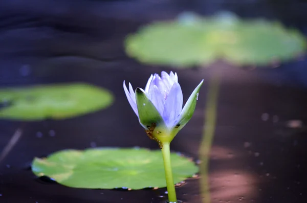 Waterlelie — Stockfoto