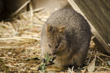 Quokka