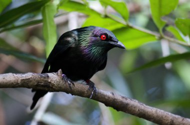 Metalik sığırcık