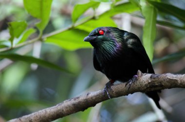 Metalik sığırcık