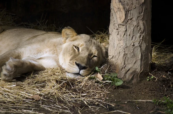 Lioness — Stock Photo, Image