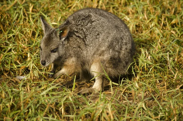 Tammar kanguru — Stok fotoğraf