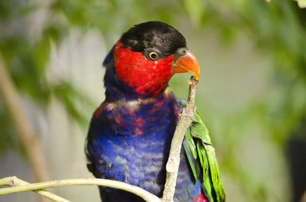 Negro capped lory — Foto de Stock