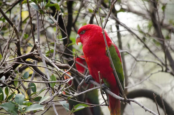 Vermelho lory — Fotografia de Stock