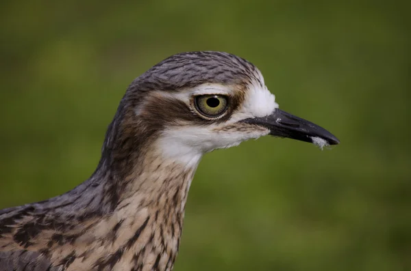 Buschbrachvogel — Stockfoto