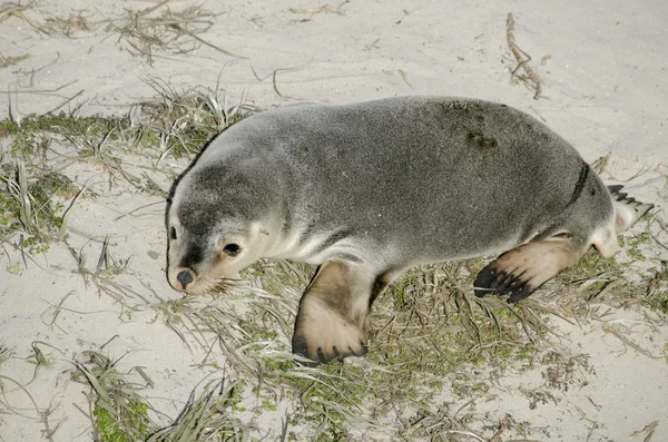 Zeeleeuw — Stockfoto