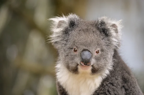 Koala — Stockfoto