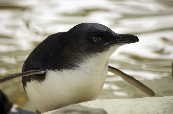 Fairy penguin — Stock Photo, Image