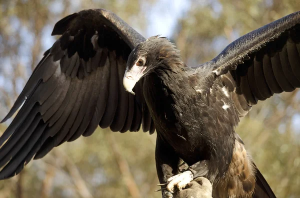 Wedge tailed eagle — Stock Photo, Image