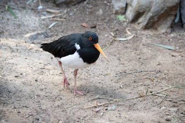Fareli köyün istiridye yakalayıcısının siyah bir kafası ve at arabasının altında beyaz kanatları var. İnce turuncu bir gagası ve gözünün etrafında turuncu bir halkası var.