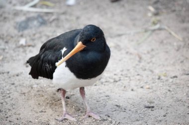 Fareli köyün istiridye yakalayıcısının siyah bir kafası ve at arabasının altında beyaz kanatları var. İnce turuncu bir gagası ve gözünün etrafında turuncu bir halkası var.