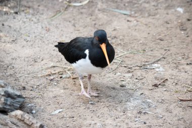 Fareli köyün istiridye yakalayıcısının siyah bir kafası ve at arabasının altında beyaz kanatları var. İnce turuncu bir gagası ve gözünün etrafında turuncu bir halkası var.