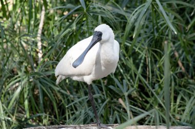 Kraliyet kaşığı kaşığa benzeyen siyah gagalı büyük beyaz bir deniz kuşudur.. 