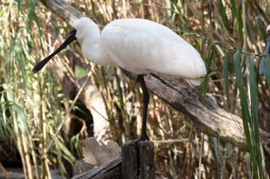 Kraliyet kaşığı kaşığa benzeyen siyah gagalı büyük beyaz bir deniz kuşudur. Kraliyet kaşığının sarı kaşları ve siyah bacakları vardır.