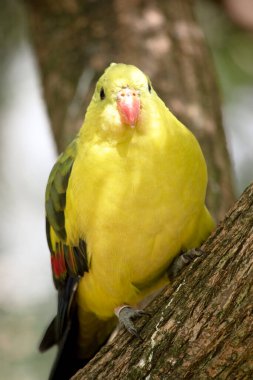 Erkek Vekil Papağan 'ın kuyruğu ve dış kenarları koyu mavi-siyah olan genel sarı bir görünüşü vardır..