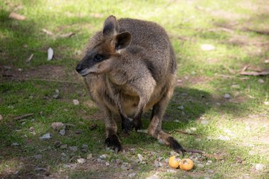Bataklık valabisinin koyu kahverengi kürkü vardır ve genellikle göbeğinde, göğsünde ve kulaklarının dibinde paslı lekeler bulunur..