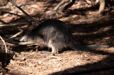 Tammar valabinin koyu grimsi üst kısımları, daha soluk alt kısımları, paslı kenarları ve uzuvları vardır. Tammar valabinin yüzünde beyaz çizgiler vardır..