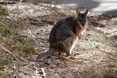 Tammar valabinin koyu grimsi üst kısımları, daha soluk alt kısımları, paslı kenarları ve uzuvları vardır. Tammar valabinin yüzünde beyaz çizgiler vardır..