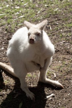 Albino valbi tamamen beyazdır. Pembe burnu ve kulakları vardır.