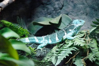 Fiji kuşaklı iguanalar sadece Fiji adalarında bulunan ibikli ve uzun kuyruklu parlak yeşil kertenkelelerdir.. 