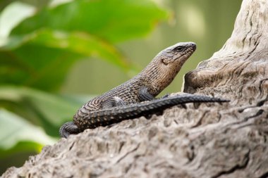 The Cunningham's Skink is a sun-loving variety of spiny-tailed skink. 