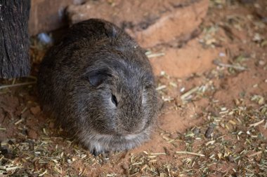 Gine domuzları küçük, şişman, kısa kulaklı, neredeyse kuyruksuz, evcil kemirgenlerdir. Genellikle evcil hayvan olarak tutulurlar.