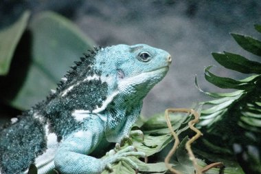 Fiji kuşaklı iguanalar sadece Fiji adalarında bulunan ibikli ve uzun kuyruklu parlak yeşil kertenkelelerdir..