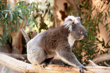 Koala 'nın büyük yuvarlak bir kafası, büyük tüylü kulakları ve büyük siyah bir burnu var. Kürkleri genellikle gri-kahverengidir. Göğsünde, iç kollarında, kulaklarında ve altında beyaz kürkleri vardır..