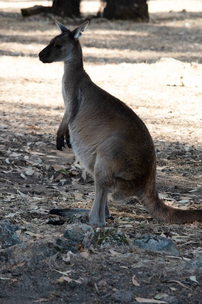 Кенгуру-Айленд Кенгуру имеет коричневое тело с белым брюхом. У них также чёрные ноги и лапы.