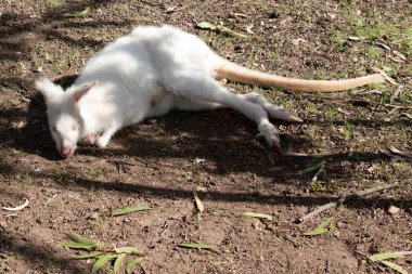 Albino valbi tamamen beyazdır. Pembe burnu ve kulakları vardır.