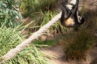 Genç siyah elli örümcek maymunun kanca gibi elleri ve kavrayıcı kuyruğu olan kahverengi kürkü var..