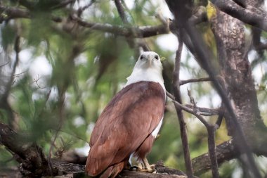 Brahminy uçurtması ayırt edici ve zıt renktedir. Kestane tüyleri beyaz baş ve göğüs hariç.