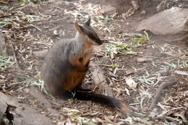 Fırça kuyruklu kaya vallabilerinin beyaz bir yanak çizgisi ve alnından kafasının arkasına kadar siyah bir çizgisi vardır.
