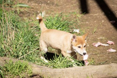 Dingoların genellikle zencefilli bir paltosu olur ve çoğunun ayaklarında, kuyruğunda ve göğsünde beyaz işaretler vardır..