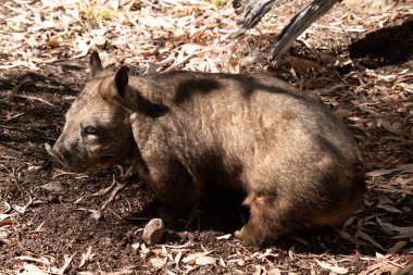 Kıllı burunlu Wombatların daha yumuşak kürkleri, daha uzun ve sivri kulakları ve ince bıyıklı daha geniş ağızlıkları vardır..