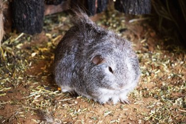 Gine domuzları küçük, şişman, kısa kulaklı, neredeyse kuyruksuz, evcil kemirgenlerdir. Genellikle evcil hayvan olarak tutulurlar.