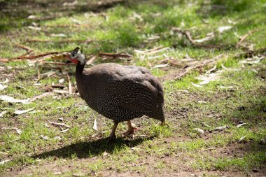 Miğferli Gine tavuğu gri-siyah benekli ve beyaz. Diğer kobaykuşlar gibi bu türün de tüysüz bir kafası var.,