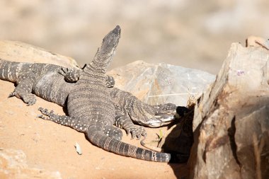Dantel kertenkelenin üzerinde soluk sarı, krem şeritli ya da sıra sıra benekli koyu gri bir çelik gri vardır. Alt tarafı krema.