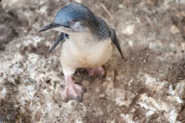 Penguenlerin büyük bir kafası, kısa bir boynu ve uzun bir gövdesi vardır. Kuyrukları kısa, sert ve kama şeklinde..