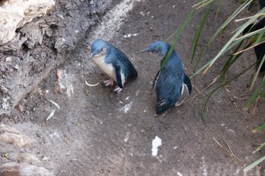 Penguenlerin büyük bir kafası, kısa bir boynu ve uzun bir gövdesi vardır. Kuyrukları kısa, sert ve kama şeklinde..