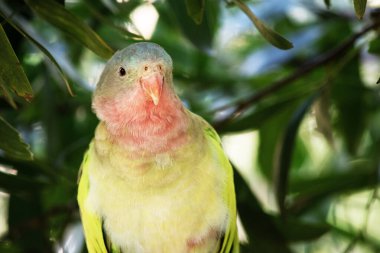 Prenses Alexandras 'ın papağanının pembe bir boynu açık mavi bir kafası ve yeşil kanatları var.