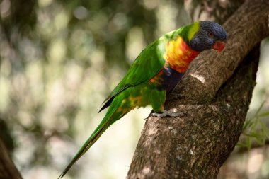 Gökkuşağı lorisinin parlak sarı-turuncu / kırmızı bir göğsü, çoğunlukla menekşe mavisi bir boğazı ve sarı-yeşil bir yakası vardır..