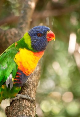 Gökkuşağı lorisinin parlak sarı-turuncu / kırmızı bir göğsü, çoğunlukla menekşe mavisi bir boğazı ve sarı-yeşil bir yakası vardır..