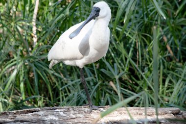 Kraliyet kaşığı kaşığa benzeyen siyah gagalı büyük beyaz bir deniz kuşudur..
